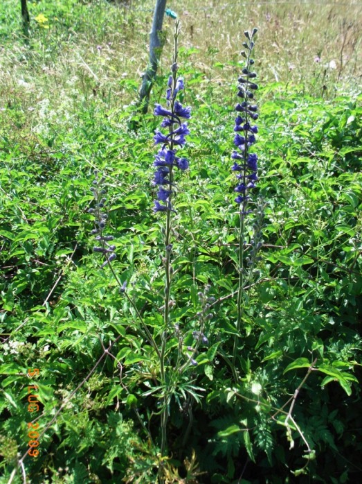 Delphinium cfr. fissum